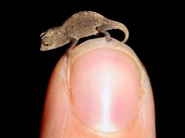 பச்சோந்தி