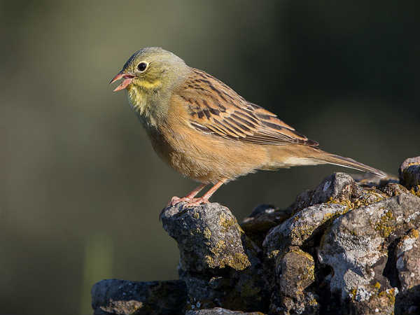 ஓர்டோலன்ஸ் (Ortolans)
