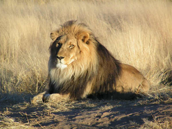 லயன் பர்கர் (சிங்கக் கறி)