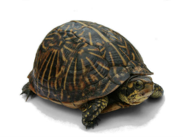 ஆமை முட்டை மற்றும் இறைச்சி