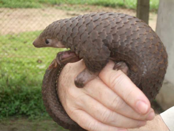 பாங்கோலின் (Pangolins)
