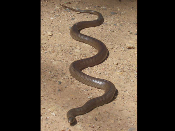 பாம்புகள்