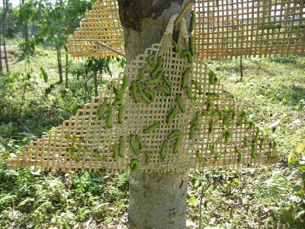 ஏரி போலு (Eri Polu)