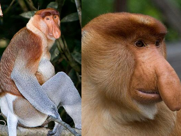 நீள மூக்கு குரங்கு (Proboscis Monkey)