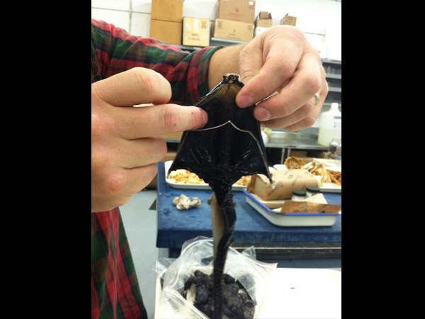 கல்ப்பர் விலாங்கு மீன் (Gulper Eel)