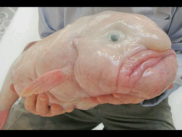 குமிழ் மீன் (Blob Fish)