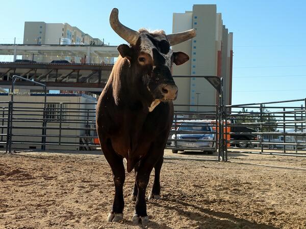 விந்தணு சிகிச்சை