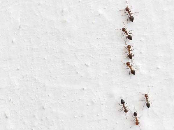 எறும்பு கொல்லி