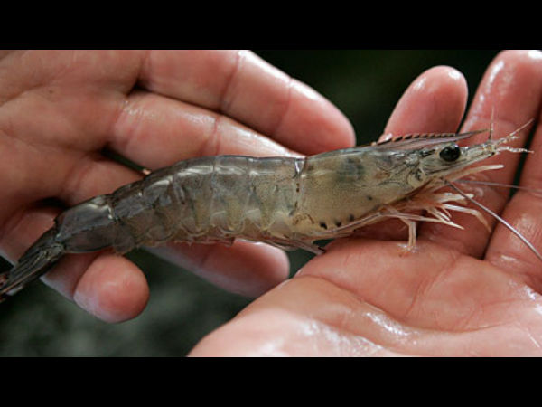 உயிருள்ள இறால் (Live shrimp)