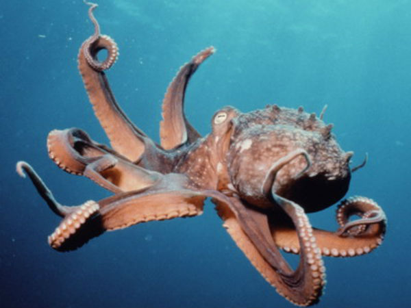 ஆக்டோபஸின் நகரும் கால்கள் (Moving tentacles of octopus)