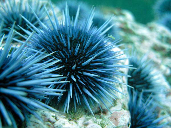 கடல் அர்சின்ஸ் (Sea urchins)