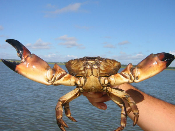 நண்டின் வளை நகங்கள் (crab claws)