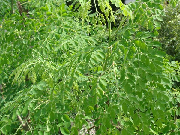 வெப்பத்தை தணிக்கும் வெப்பத்தை தணிக்கும்