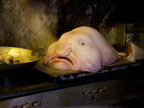 குமிழ் மீன் (Blob Fish)