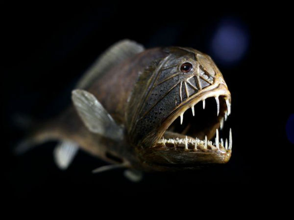 ஃபேங்டூத் (Fangtooth)