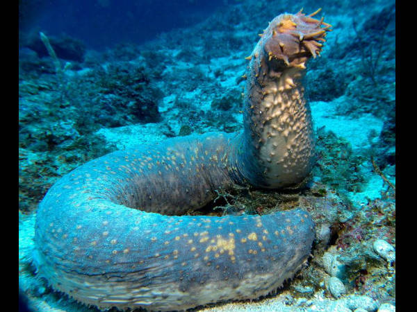 சீ குக்கும்பர் (Sea Cucumber)