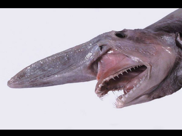 கோப்லின் ஷார்க் (Goblin Shark)