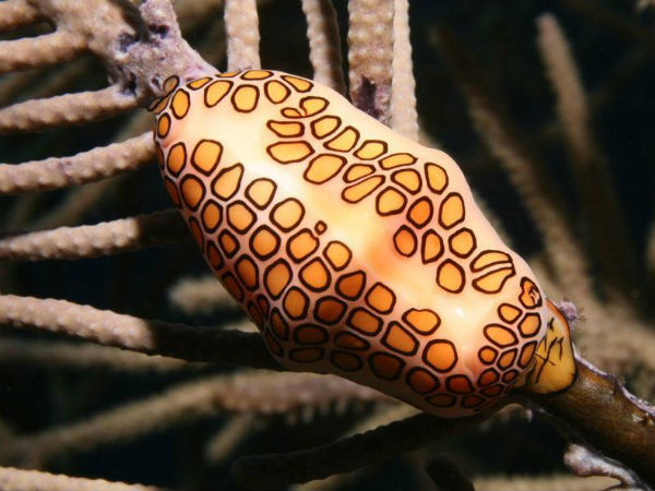 ப்ளாமிங்கோ டங்க் ஸ்நெயில் (Flamingo Tongue Snail)