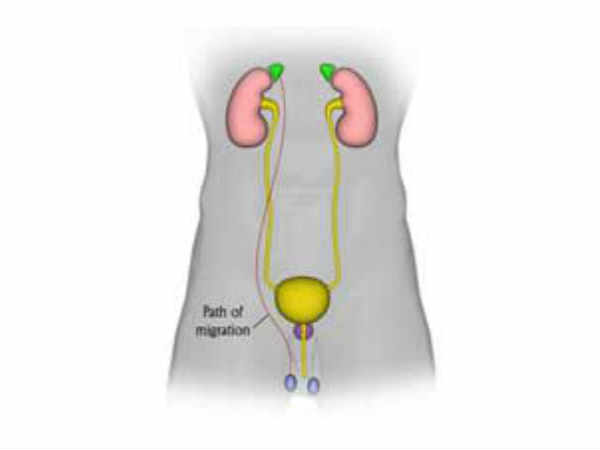 ஆண்விதைகளின் அளவு