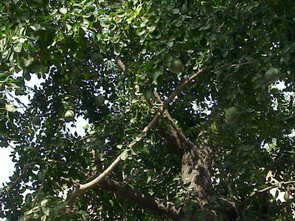 வில்வ மரம் 