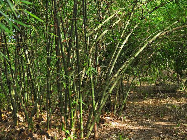 மூங்கில் மரம் 