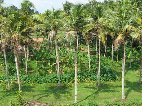 தென்னை மரம் 