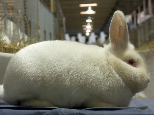 மூக்கால் கொஞ்சும் முயல்