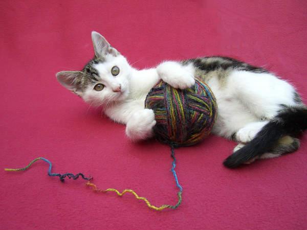 சத்தம் தரும் பூனை