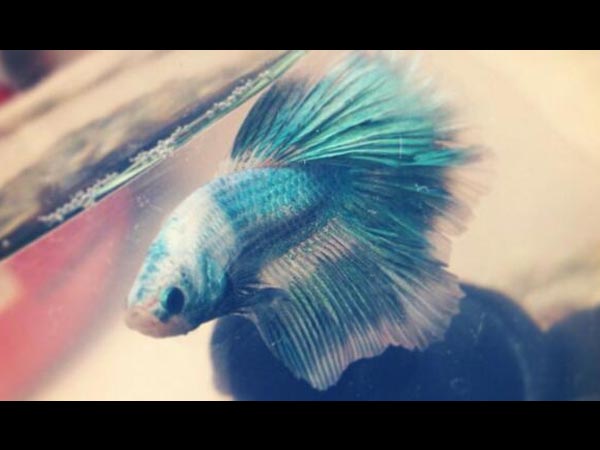 சரளை மண் தேவை - பாலா சுறா மீன்