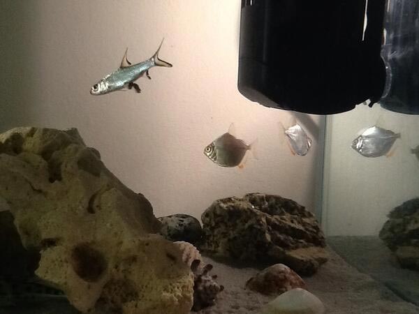 சுவாசிப்பதற்கு - நர்ஸ் சுறாக்கள்