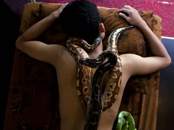 பாம்பு ஒன்றும் செய்யாதா? 