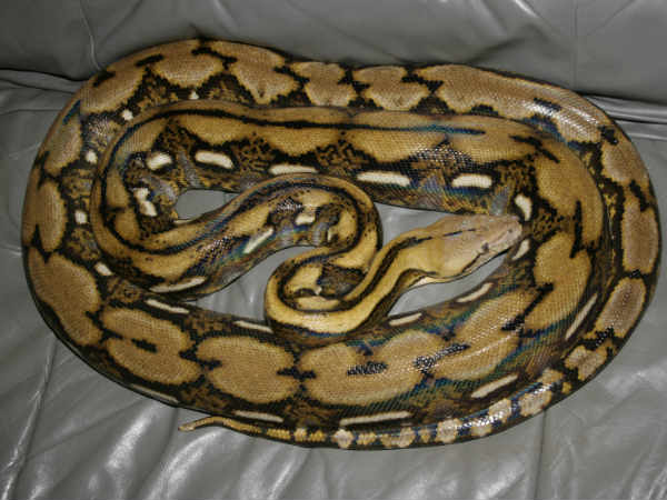 சாராயத்துடன் மலைப்பாம்பு (Python With Local Arrack)