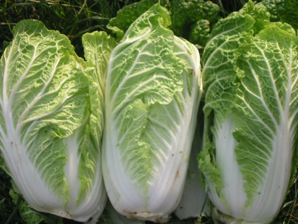 சைனீஸ் முட்டைக்கோஸ்