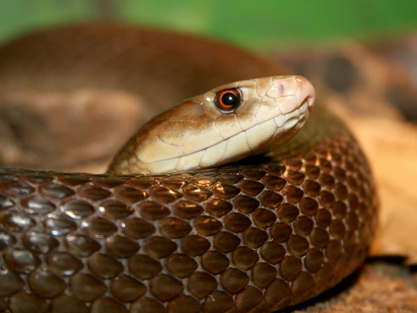 இன்லாந்து தைப்பான் (The Inland Taipan)