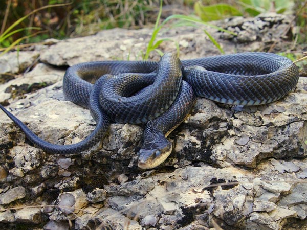 கருப்பு மம்பா (Black Mamba)