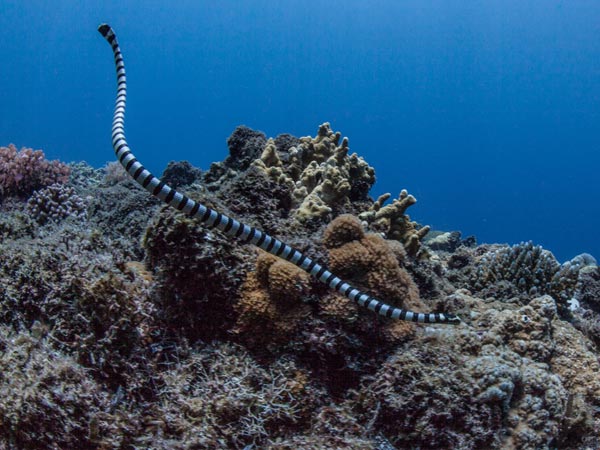 பெல்சர்ஸ் கடல் பாம்பு (The Belchers Sea Snake)