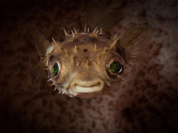 பஃப்பர் மீன் 