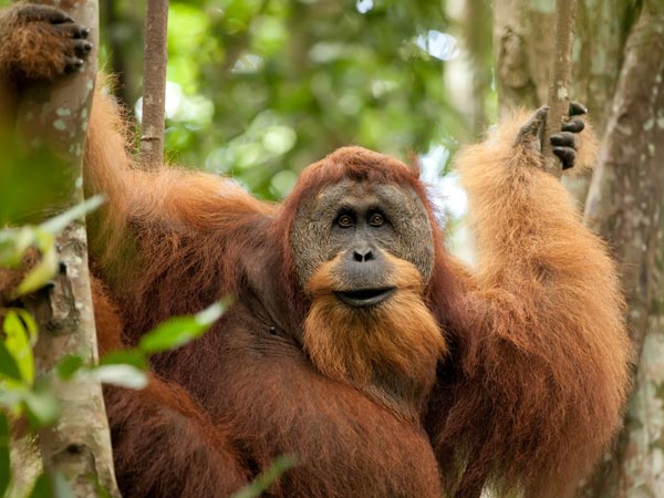 சுமத்திரா மனிதக் குரங்கு