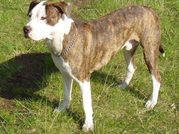 பிட்புல்