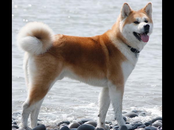 அகிடா இனு