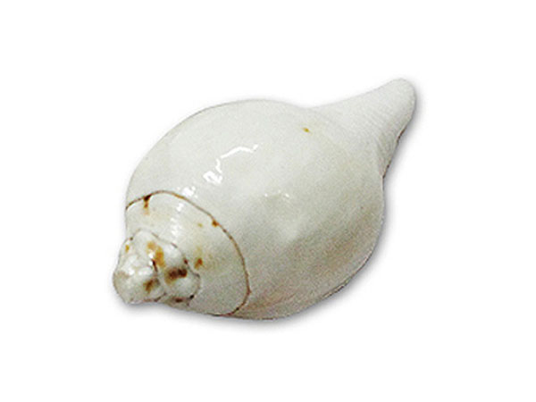 வெள்ளை நிற சங்கு 