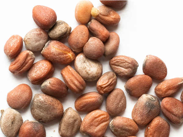 முள்ளங்கி விதை முள்ளங்கி விதை