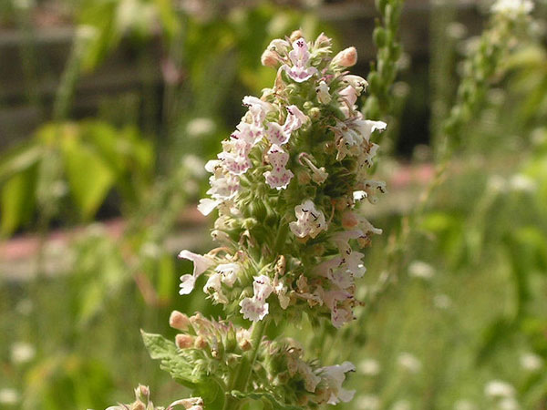 காட்னிப் (Catnip)