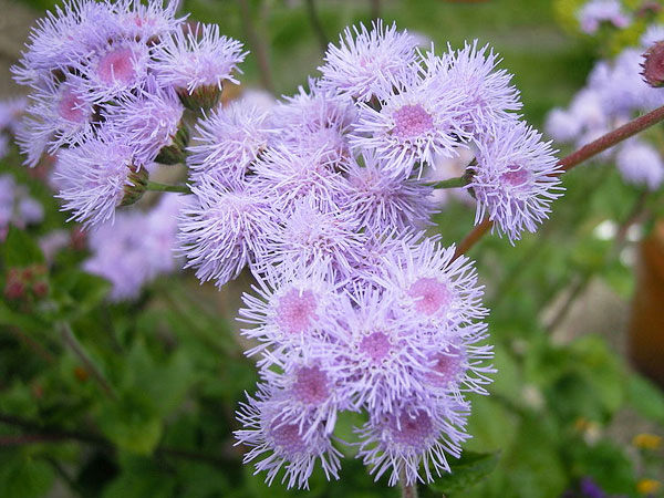 அகிராட்டம் (Ageratum)