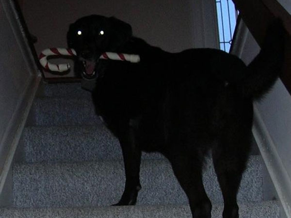 நாய் ஊளையிடும் சத்தம்! நாய் ஊளையிடும் சத்தம்!