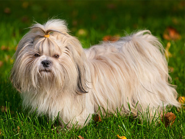 ஷிஹ் ட்ஸு