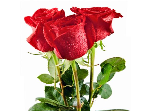 பூக்கள்