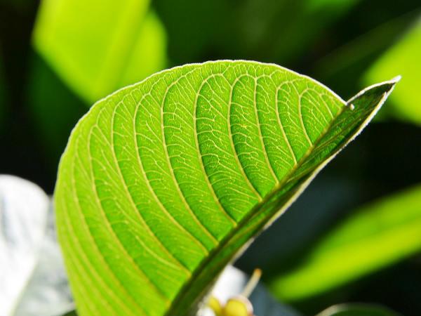 கொய்யாப்பழ இலைகள் கொய்யாப்பழ இலைகள்