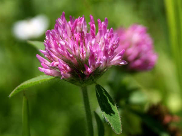 நிகழக்கூடிய பக்க விளைவுகள்