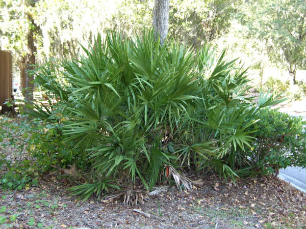 நிகழக்கூடிய பக்க விளைவுகள்